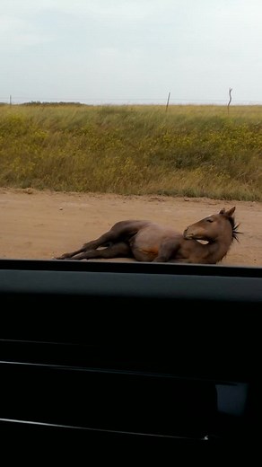 Harem of ND Mustangs let me slide by on their block, Sir Sly Stallion'e &I throw up a greeting& head nod. Cum'owhn #mustangs #wildhorses #mustanglife