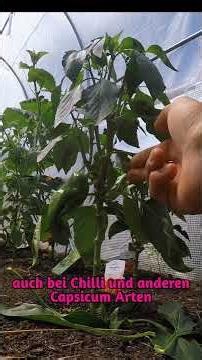 Paprika – Für kräftige Früchte