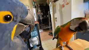 Parrot tap dance at dinner table together with his siblings | Carolin von Petzholdt