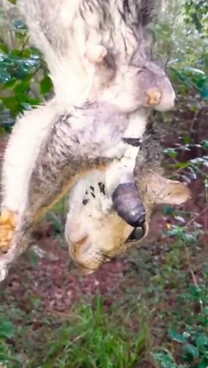 Botfly Larvae vs Squirrel | Watch this! #botfly #nature #ridiculous #shocking