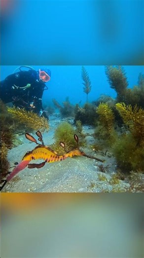 Portsea Pier Weedy Sea Dragons with males carrying their eggs #seadragon