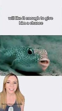 Pufferfish makes sand art to impress a mate 😍 #shorts #fish