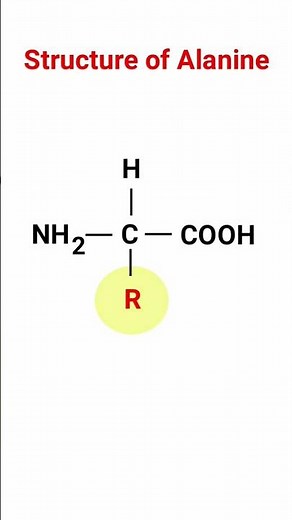 Alanine Amino Acid, Structure