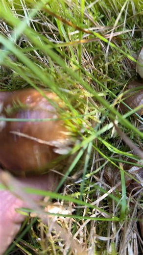 Aia mare se vede dar aia mică nu prea | Telcean Marius