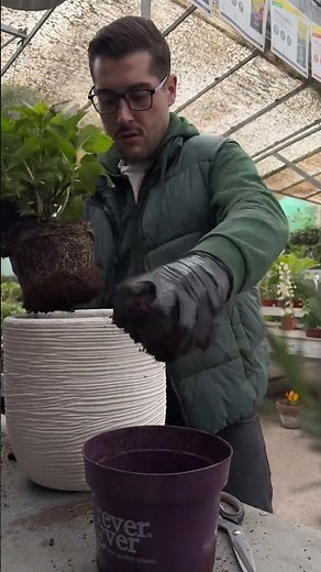 Ortensia in vaso, Hydrangra, pianta ortensia, rinvaso ortensia