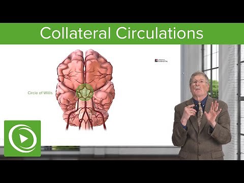 Collateral Circulations