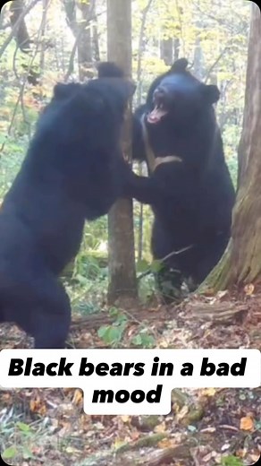 4K views · 10K reactions | Most likely, two black bears cannot share a beloved in the Udege Legend National Park.  Come to discover wild Russia with us!  www.bohaitour.com  +7 9140728554  Write us info@bohaitour.com #bigcatssafari #wildlifephotograph #amurleopard #amurtiger #visitrussia | Bohai Tour | Facebook