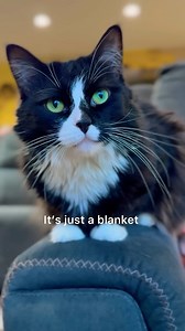 Penny is never satisfied! It needs to be a magic ham blanket! #talkingcat | Penny The Talking Cat