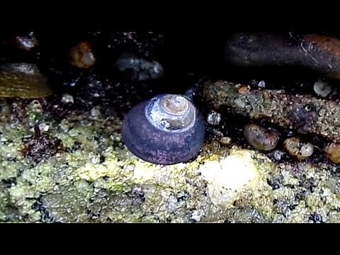 Facts: The Black Turban Snail