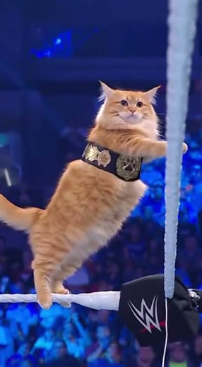 AND THE NEW... World Heavyweight CAT! 🏆😼 #wwe #catwrestling #funnycats #wrestling #johncena