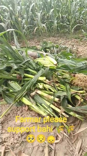 Farmar please support bahi vedio 🥺😔🙂‍↕️🌾🌾🤌💔👍