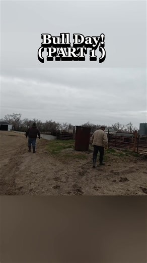 Bull Day at Sonne Farms: A Tri-State Chevy Event