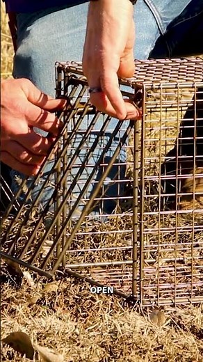 How to Set a Cage Trap