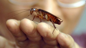 CNN Promoting People Drinking Cockroach Milk – Says It’s High In Protein - Conservative News & Right Wing News | Gun Laws & Rights News Site