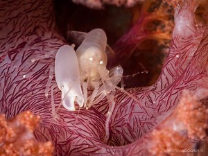 Pistol Shrimps: 14 Impressive Facts about the Noisy Hunters