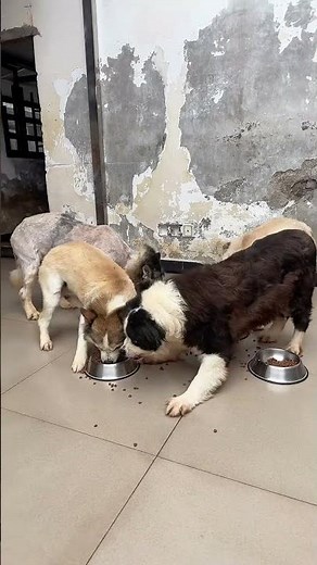 Unleash the Joy: Husky vs Border Collie - A Heartwarming Dog Tale