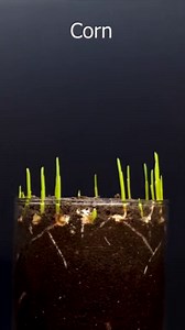 Corn growing time lapse