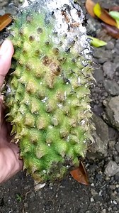 761K views · 10K reactions | Tolong dong, durian saya jatuh sebelum matang dipohon | Grafting Examples | Facebook