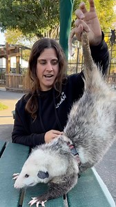 174K views · 4.4K reactions | RADAR the awesome Possum朗 I don’t know...