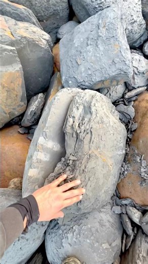 Here’s a huge loose slab filled with Jurassic Age shell fossils that we found on the beach 🐊⚒️