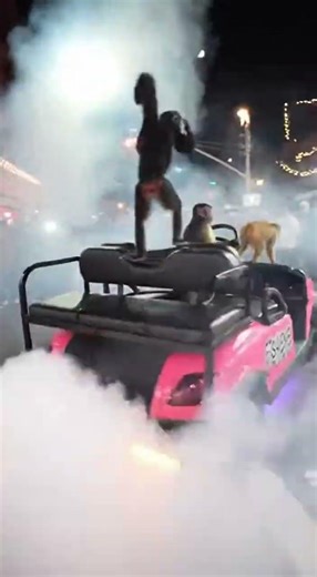 “Funny and cute animals compilation 🐾😂” #funny