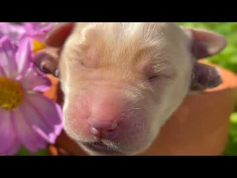 Sadie's Adorable Newborn Yellow Female Pup #labpuppies #labrador