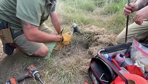 118K views · 103 reactions | We take our predator control serious. With all the fresh babies on the ground, the free loaders will be lurking. #trapline #predatortrapping #predator #predatorhunting #coyotehunting #ranchmanagement #ranch #ranchlife #texasexoticgameranch #exoticgamebreeders | Alpha Outfitters | Facebook