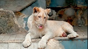 white lion in zoo