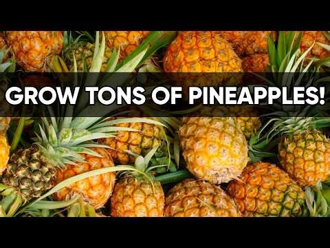 How to Grow Pineapples in Containers at Home 🍍 (Easy Method for Big Harvests)