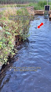 96K views · 633 reactions | One of the types of trees that can be used as bonsai. #bonsai #nature #naturelovers #plants #garden #fblifestyle | Herman Key | Facebook