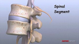 Lumbar Spine Anatomy... | Physiotherapy DPT