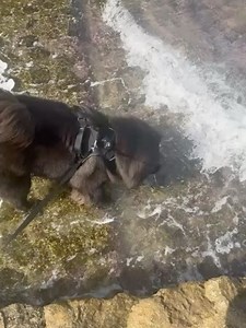 Chelsea Handler on Reels