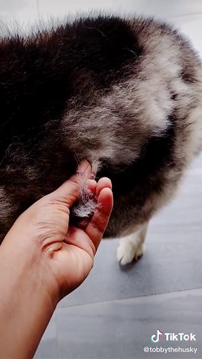 TobbyMishika_TheHusky on TikTok