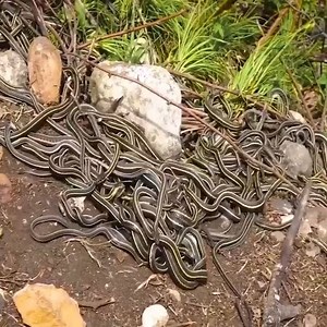 A flying snake 2000m high to hunt Join the group to see more videos and photos 💖 : Animal World | Give And Take