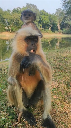 Mother Monkey with Baby on Head 🐒❤️ | Cute Bandar Family Moment