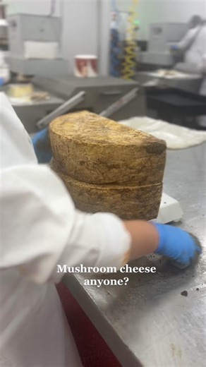 Queen Bee Porcini 😍😍 our award winning cheddar dusted with porcini mushrooms from Italy