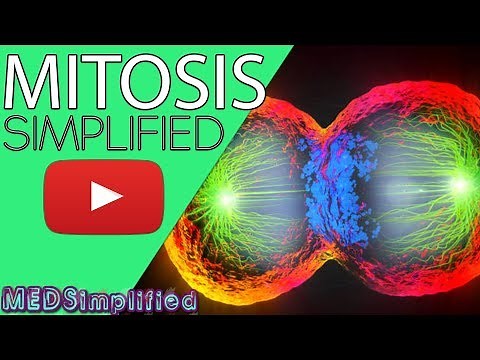Mitosis - The Nuclear Division