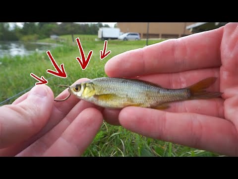 How to Rig LIVE MINNOWS to Catch More Bass!