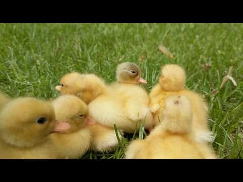 Baby Call Ducks