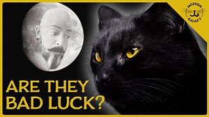 Black Cat Myths & Superstitions Explained