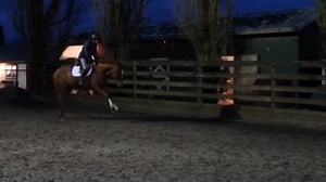 73 reactions | Cantering for the second time since October is very exciting | Milestone Equestrian | Facebook