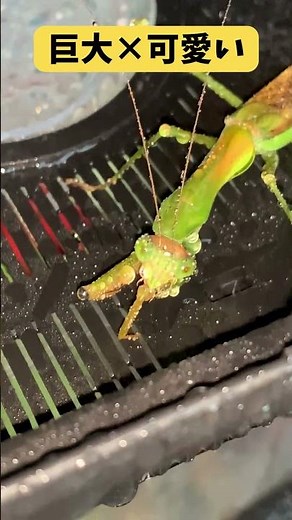 見た目ゴツいのに…😇 巨大バッタとカマキリに霧吹きしたら可愛さ爆発🦗💦