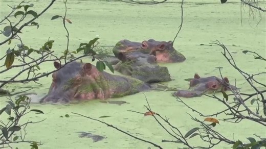 Invasive species: Colombians divided over plans to cull hippos linked to Pablo Escobar