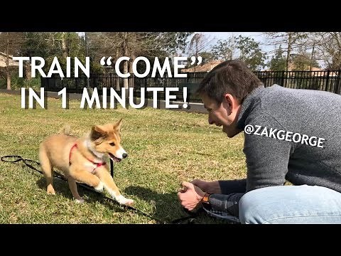 How To Train Your Dog To “Come When Called” in 1 Minute!