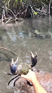 160K views · 1.8K reactions | Where Is It Hiding?  | Back 2 Basics Adventures | Facebook