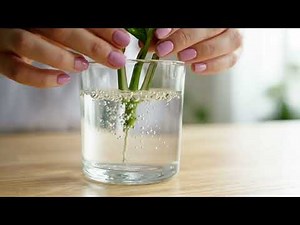 Clone a Plant From a Single Cutting — Watch Roots Form in Real Time