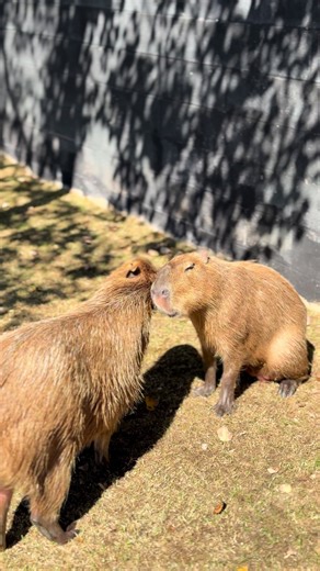 Capybara Love: A Heartwarming Animal Romance