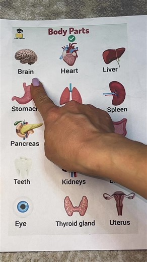 Learn Body Parts in English