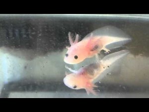 Baby axolotl