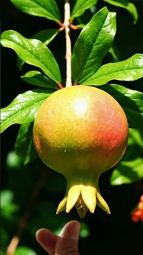 How Does a Pomegranate Grow? Watch This!